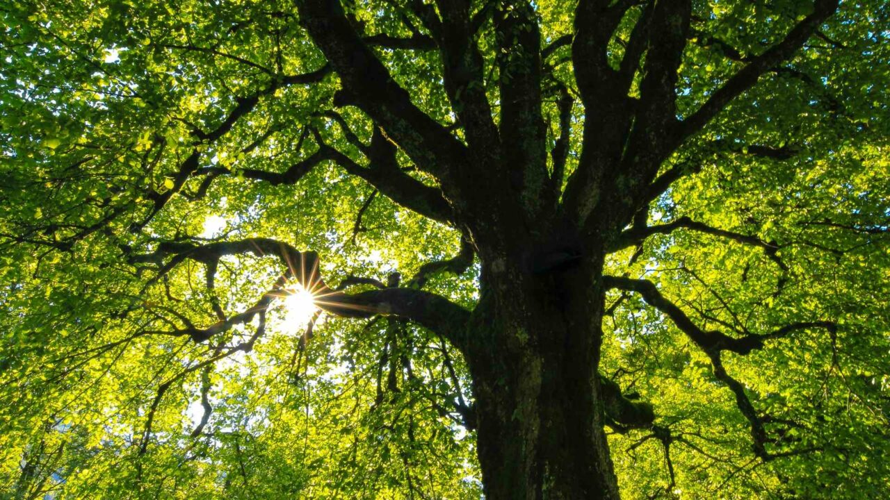 White paper explores the science on biophilic responses to wood